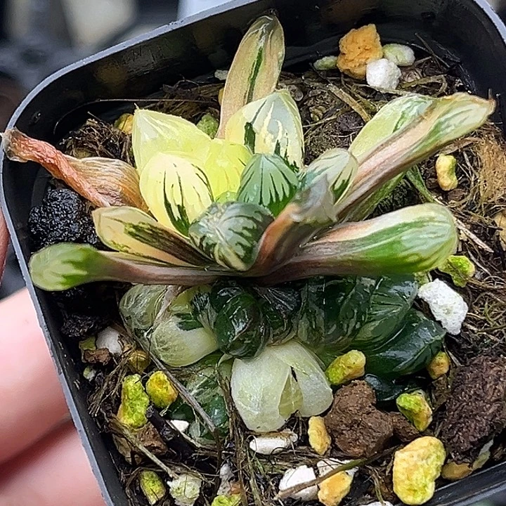 68多头老川玉露锦头家多肉十二卷