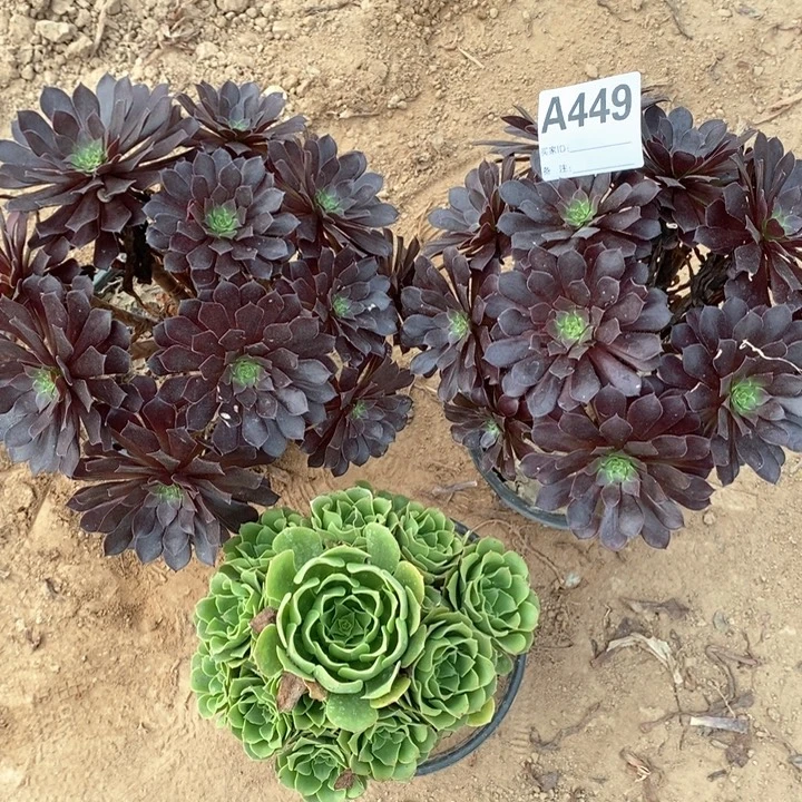 无花朵449黑铜壶绿杨蓉多肉植物