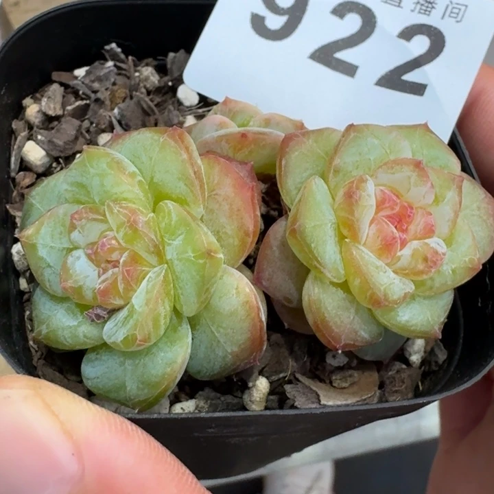 双双            多肉植物