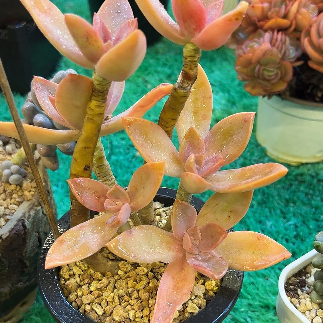 49，，，，，，，，，，，，，，，，