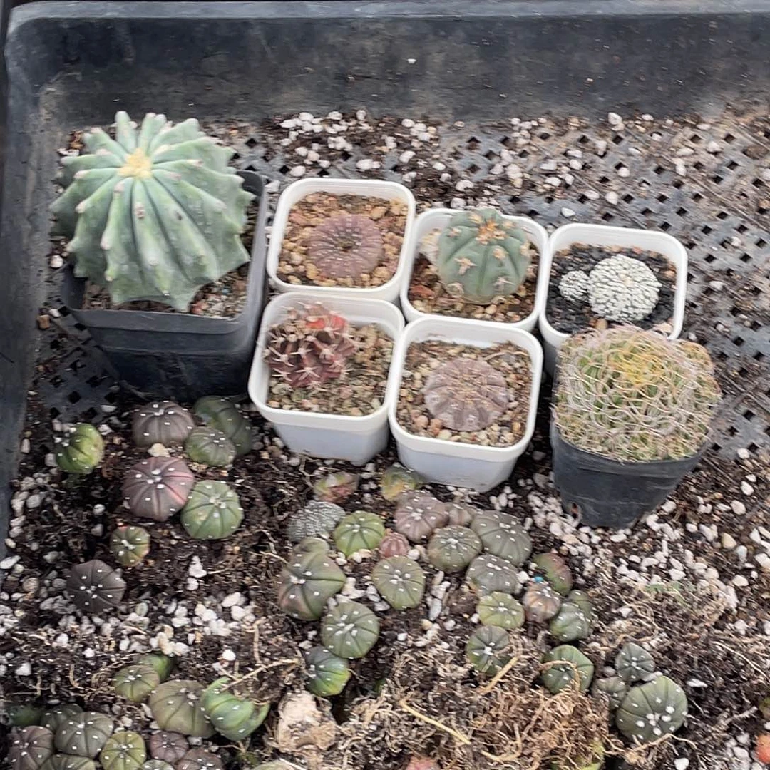 深***学粉丝专拍仙人球多肉