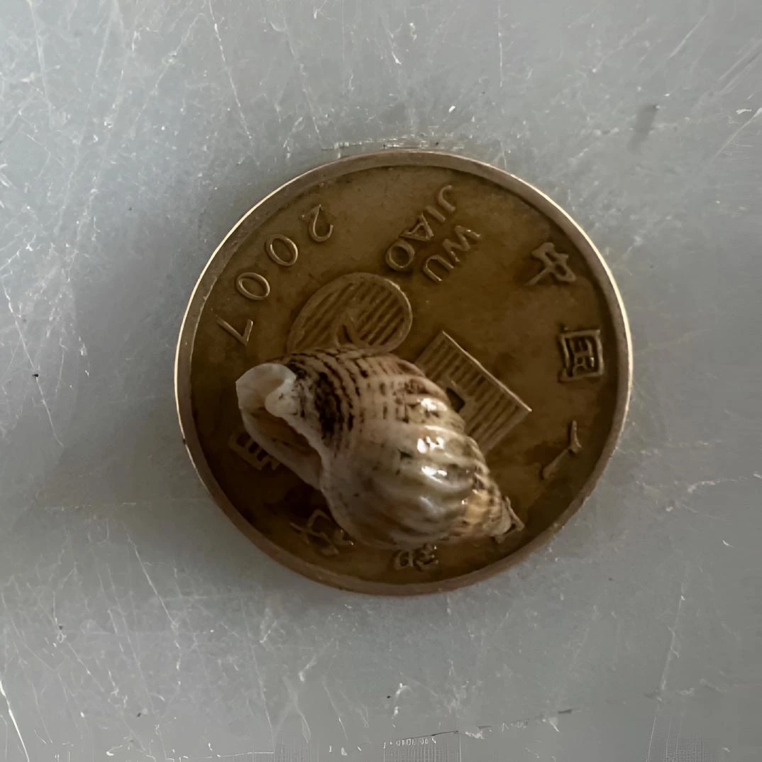 【小号】东港海锥锥瓜子螺 顺丰包邮 嫌小介意勿拍