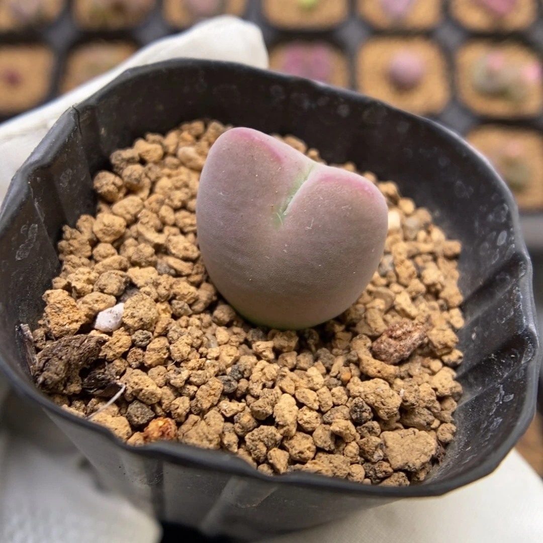 多肉植物肉锥杂交K-3696 粉将杂