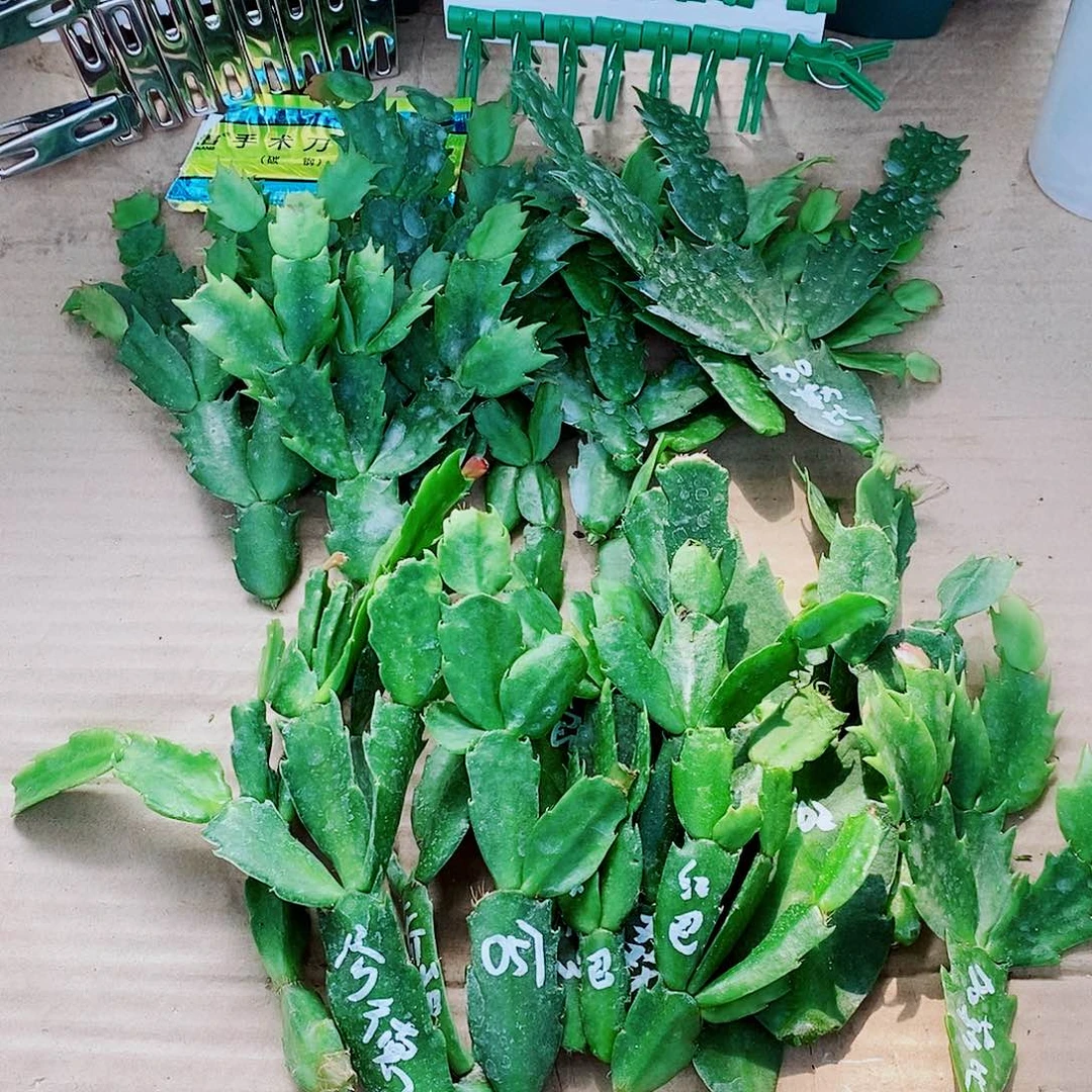 勤***明无花朵叶片福利一物一拍
