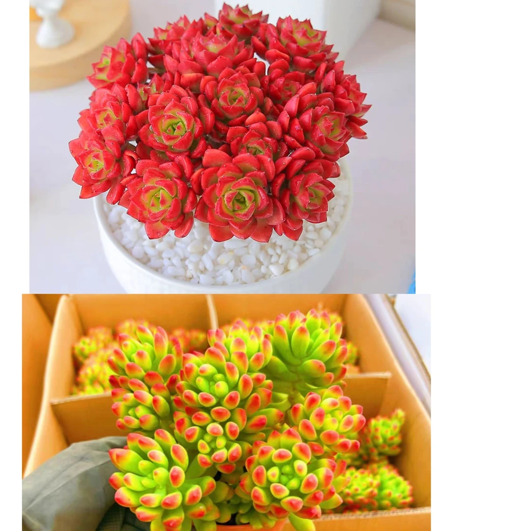 玫瑰蒂亚+果冻乙女心组合多肉植物耐旱耐 阳台客厅庭院办公盆栽