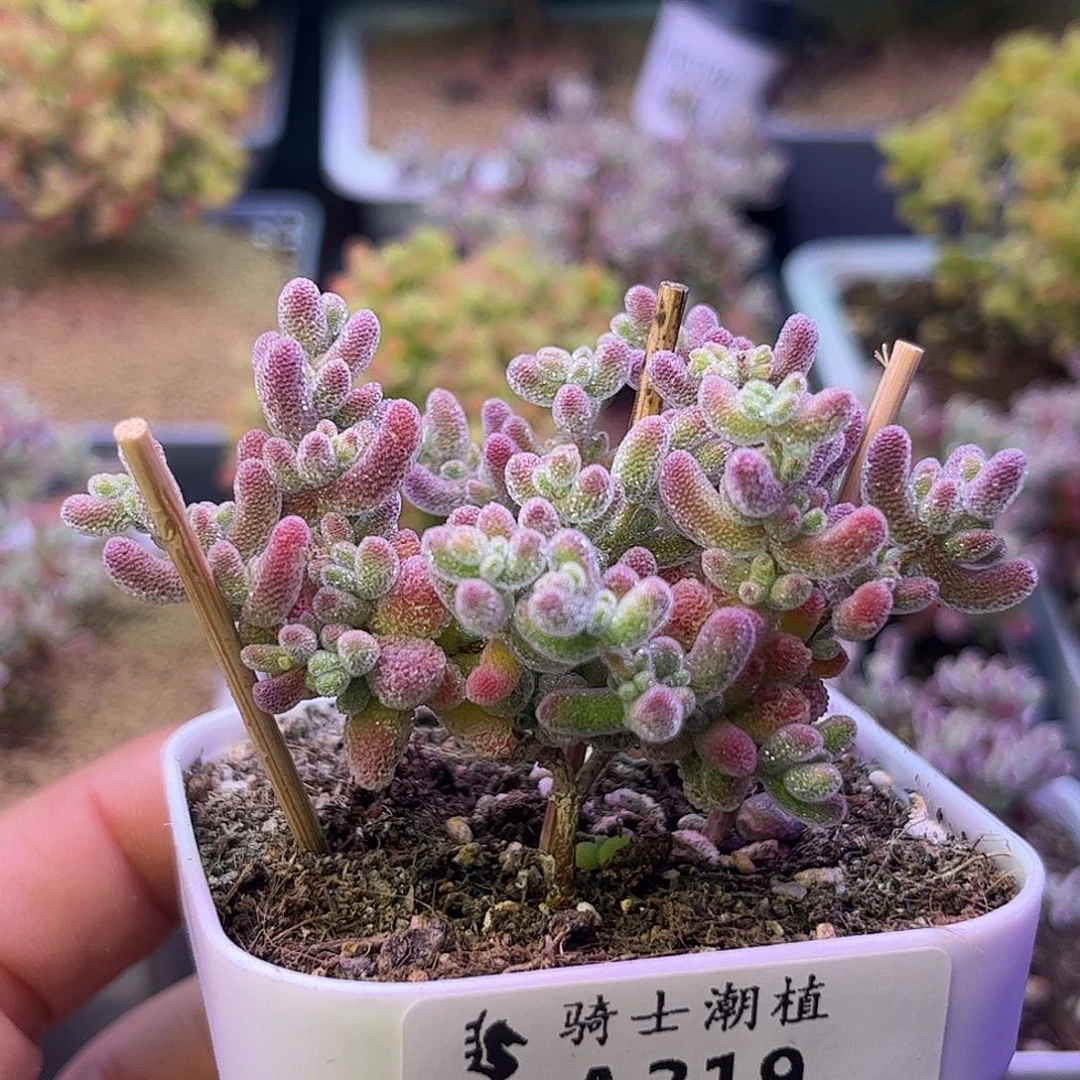 319优选冰晶枝干多肉