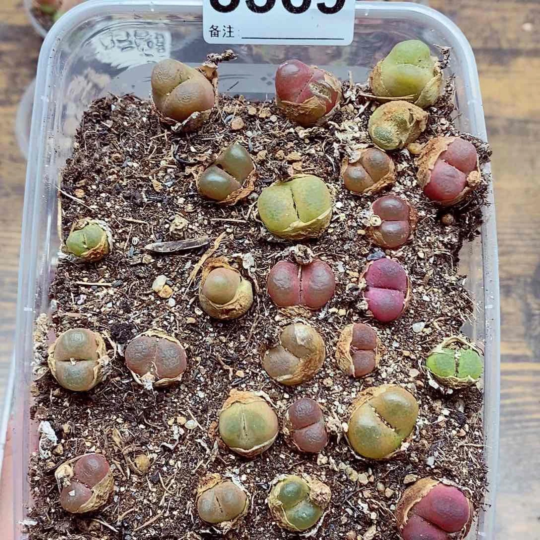 5569毛混啊啦啦呀哈啊