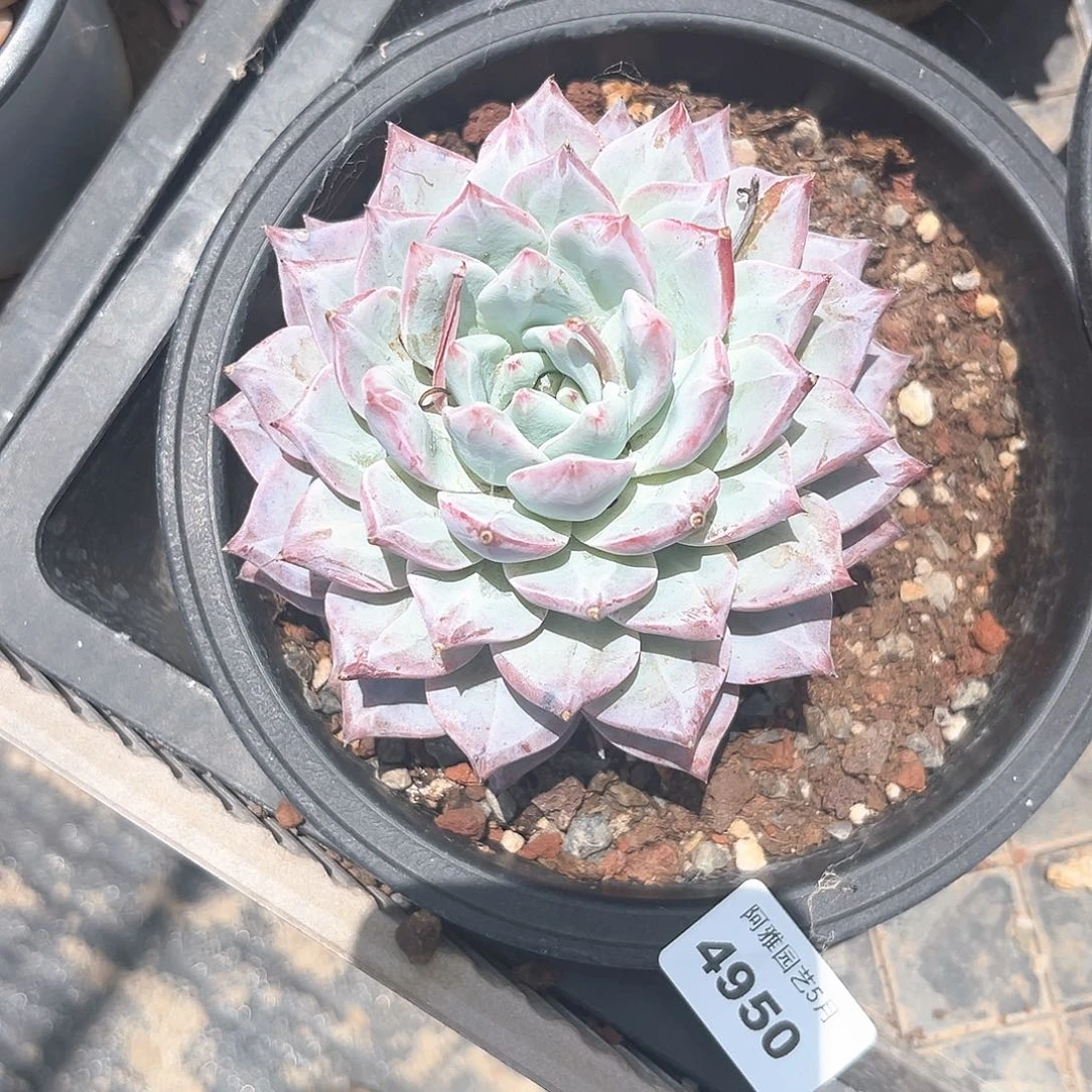 阿雅园艺。    4950