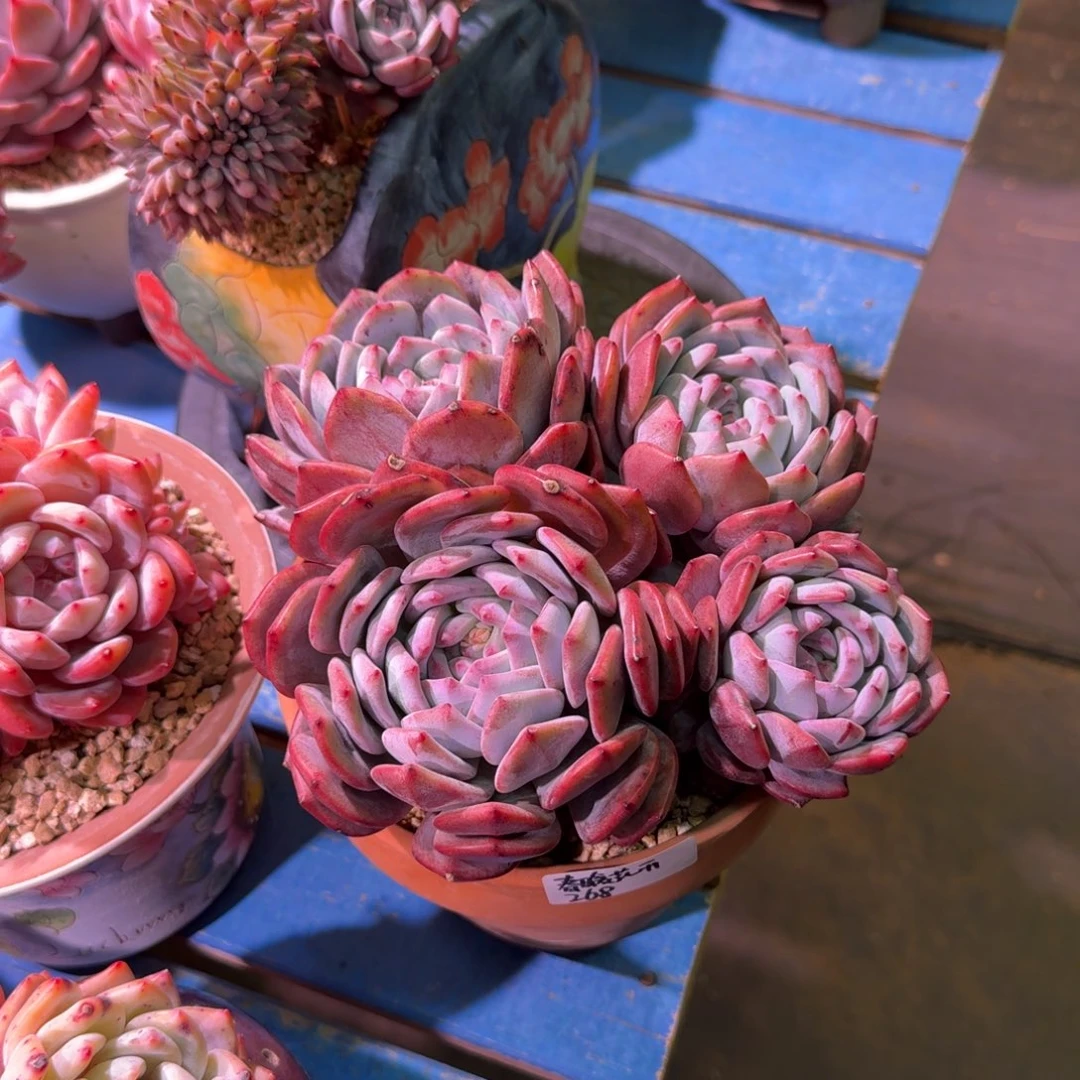 橙梦露群4头发货