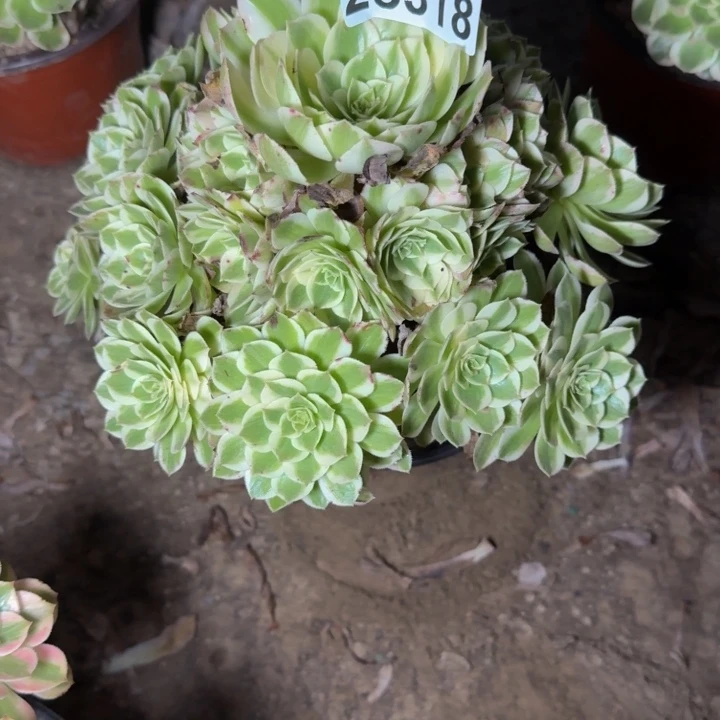 25318南海王多肉植物