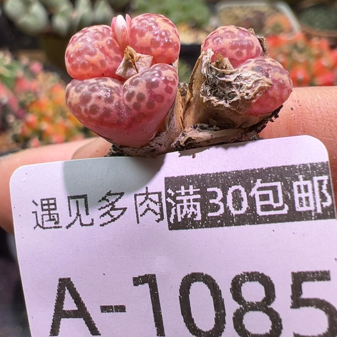 多肉植物111111111111