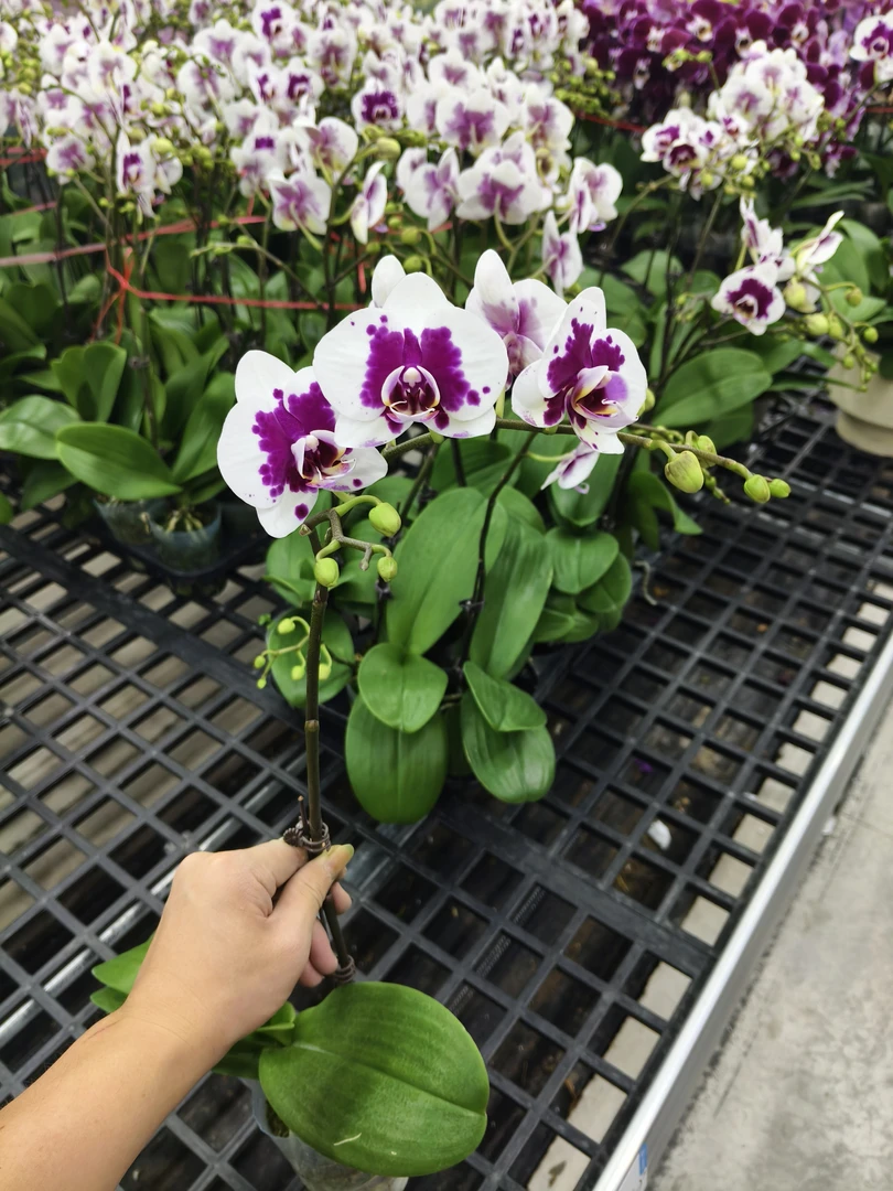 蝴蝶兰【白雪山】花苗盆栽带花剑花苞客厅室内四季好养观赏花卉