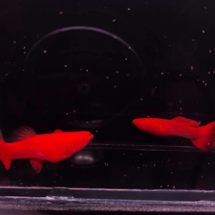 孔雀鱼火麒麟90-85红1对