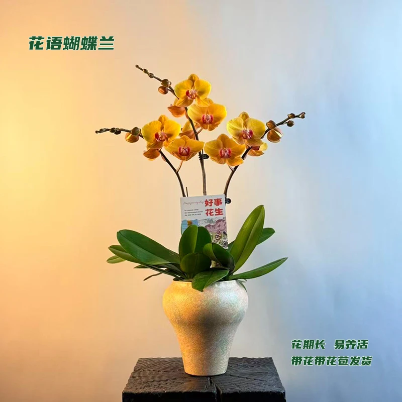 蝴蝶兰【金枝玉叶】 带花带花苞发货 室内客厅阳台花卉 好养易活