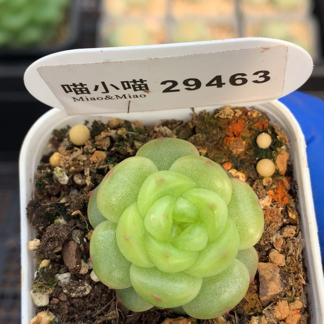 小****多肉植物杂交珍妮