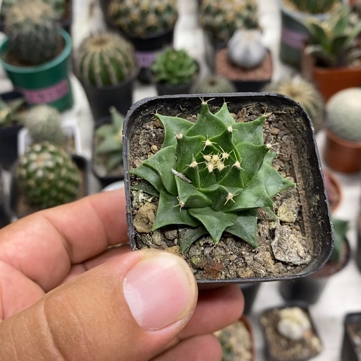 实生蒂冠特价福利