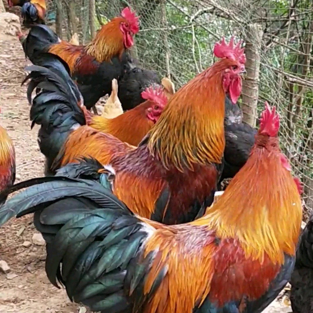 贵州省农村散养大公鸡2只包邮