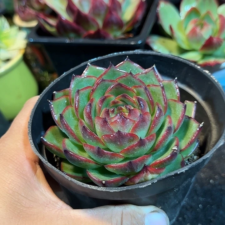 万宝龙惊鸿一物一拍包装收缩花旱