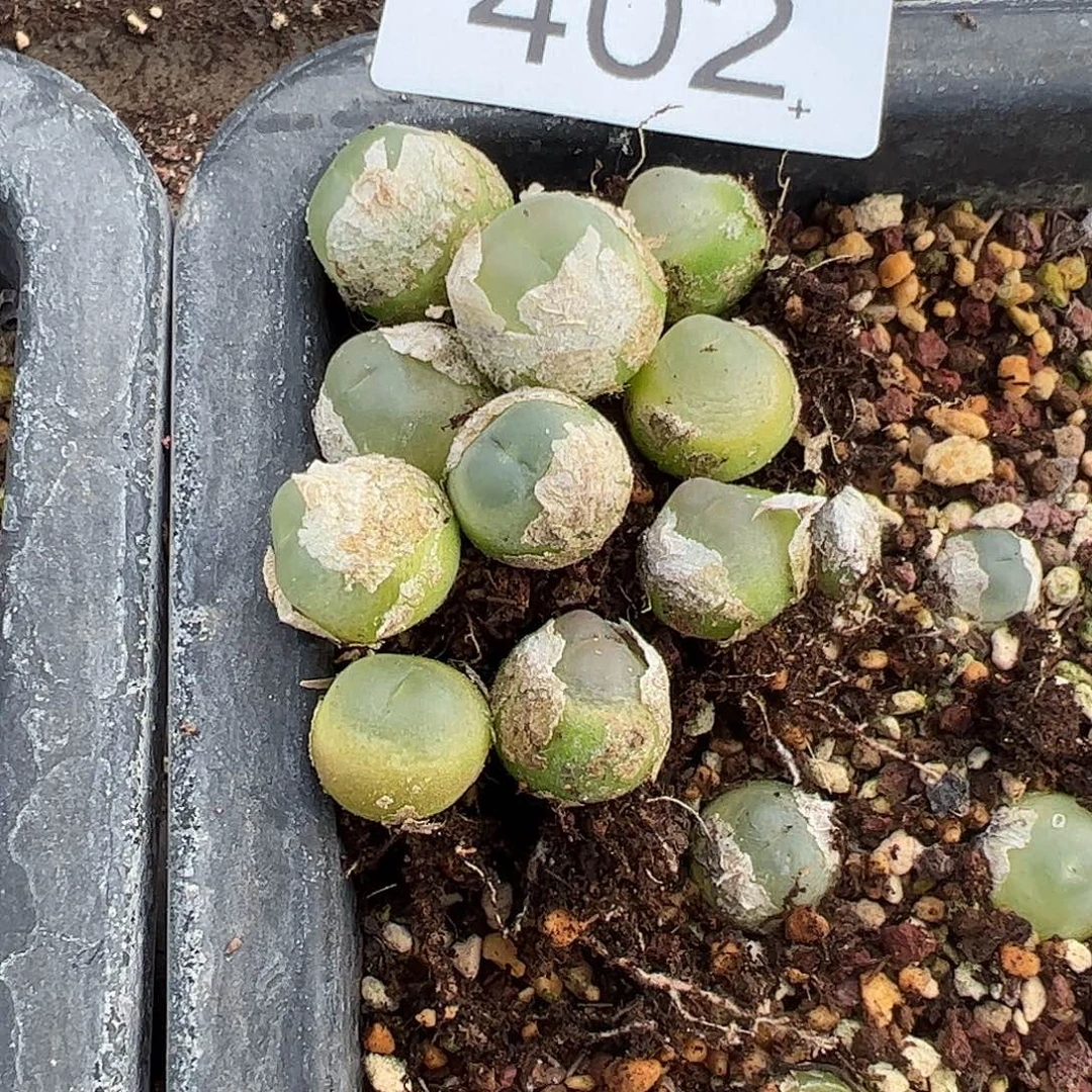 四***圆一物一拍10颗拉登。   402