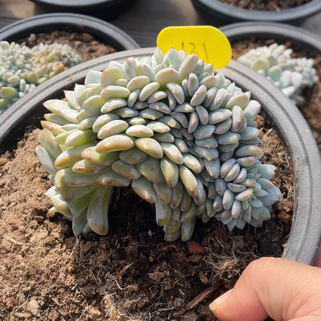 杨****石榴子星影缀化131