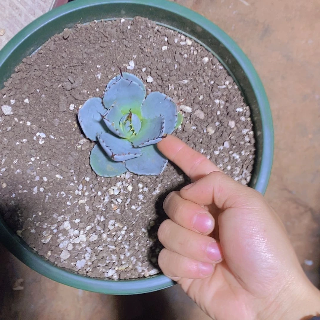 多肉植物龙蛇兰植物