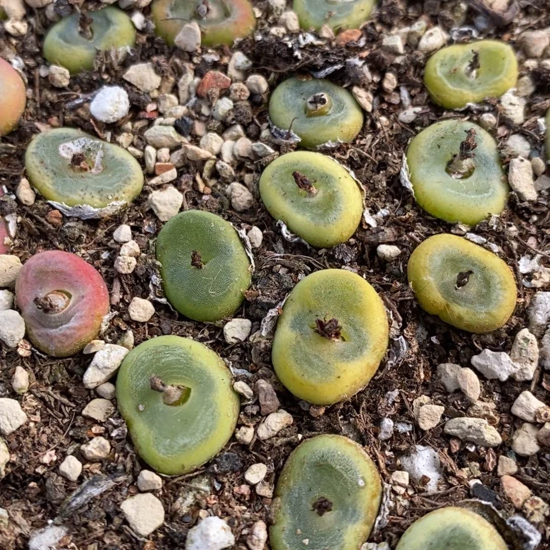 四年SH1212水晶鞋一颗