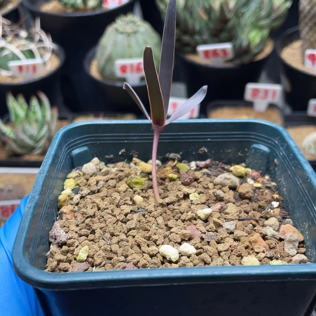 实生金边宽叶百岁兰