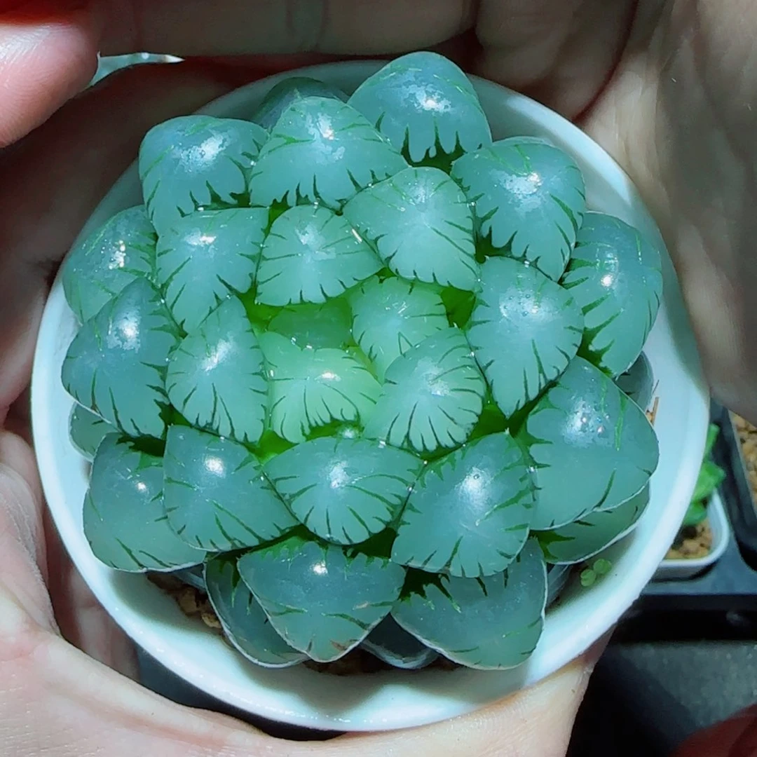 大母本冰灯多肉