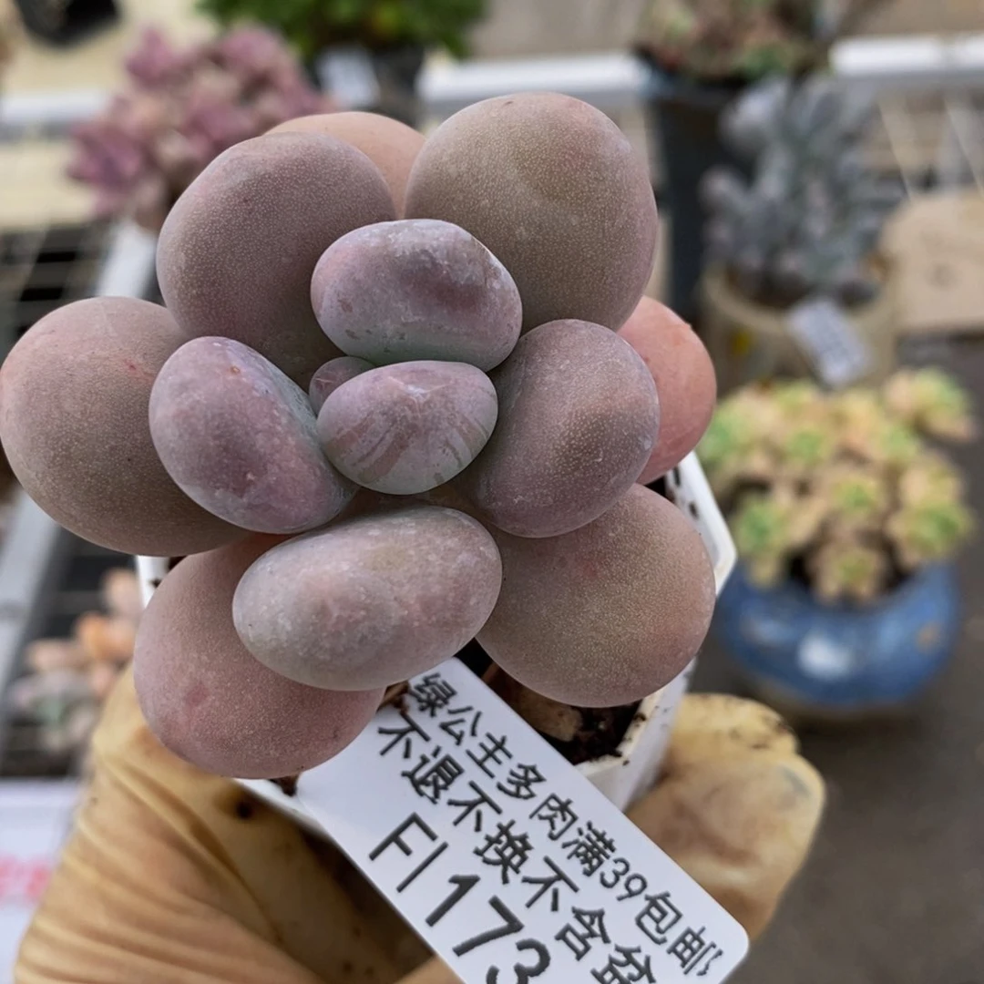 奥****…丸叶蛋黄奶173/5c m