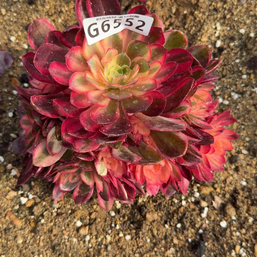 ℋ****6552黑魔锦。多肉植物