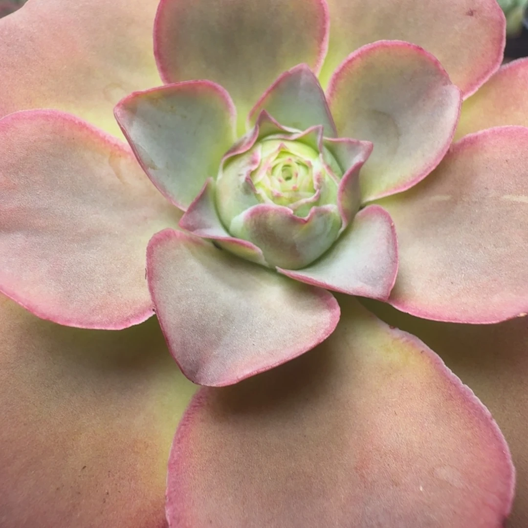 楹楹-953紫雾带一侧芽-冠幅 8CM