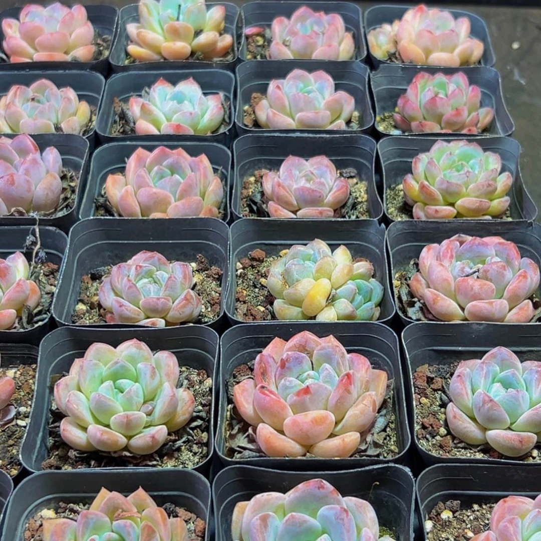 166的人了还在看电视吗