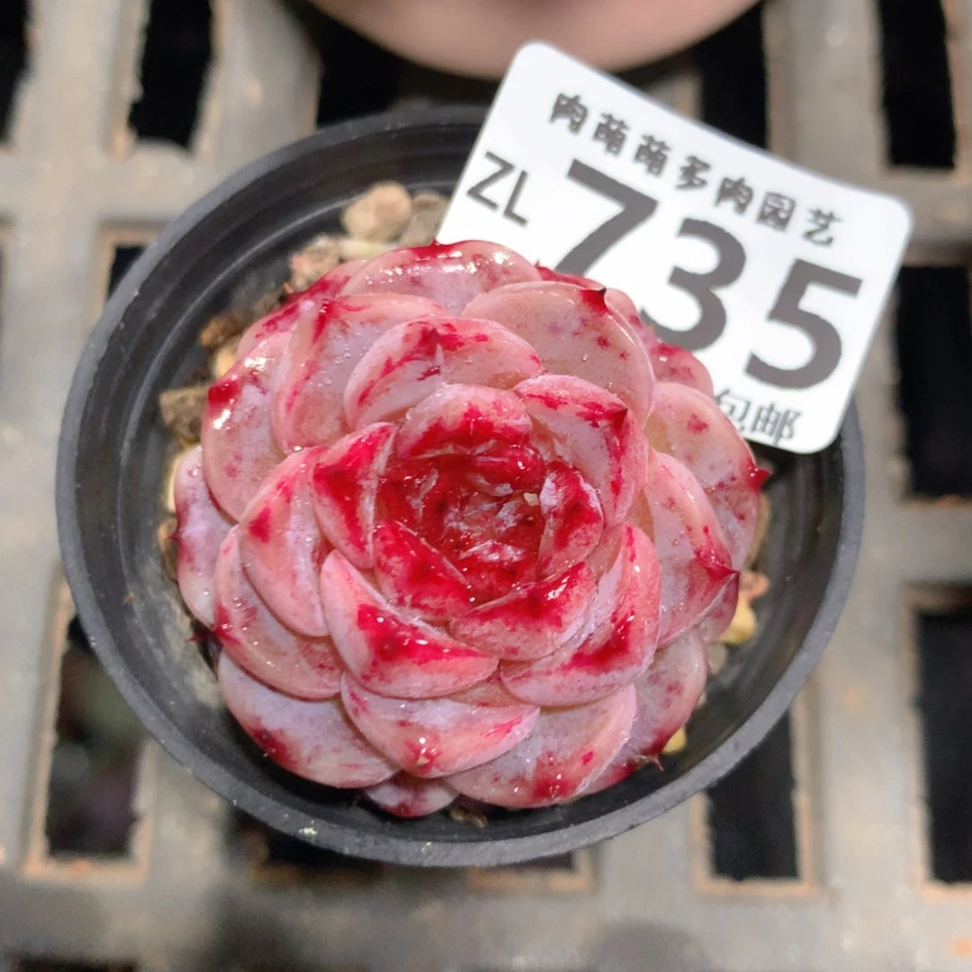 5CM拇指盆精控多肉ZL735