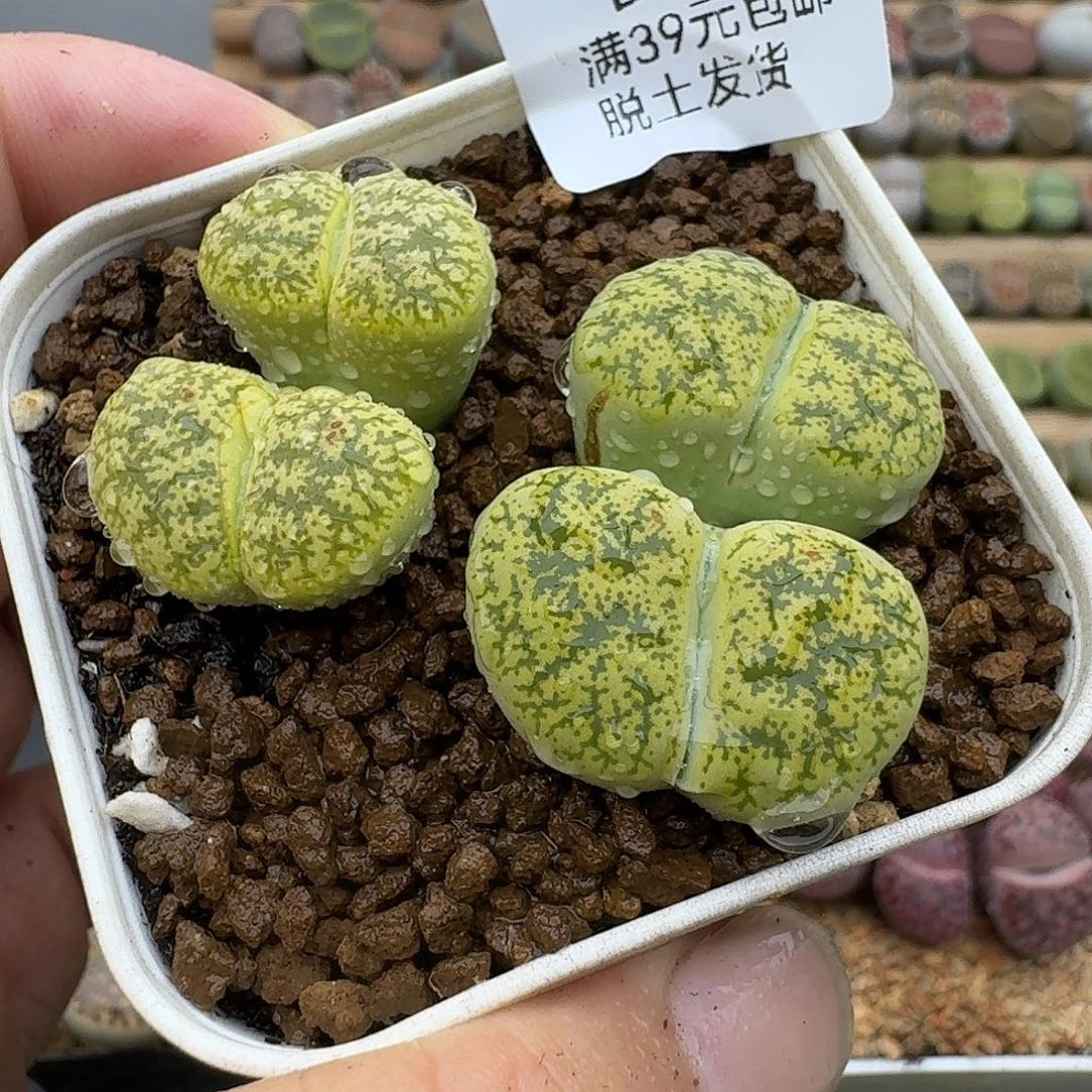 328双头绿一剑哈哈哈哈哈哈