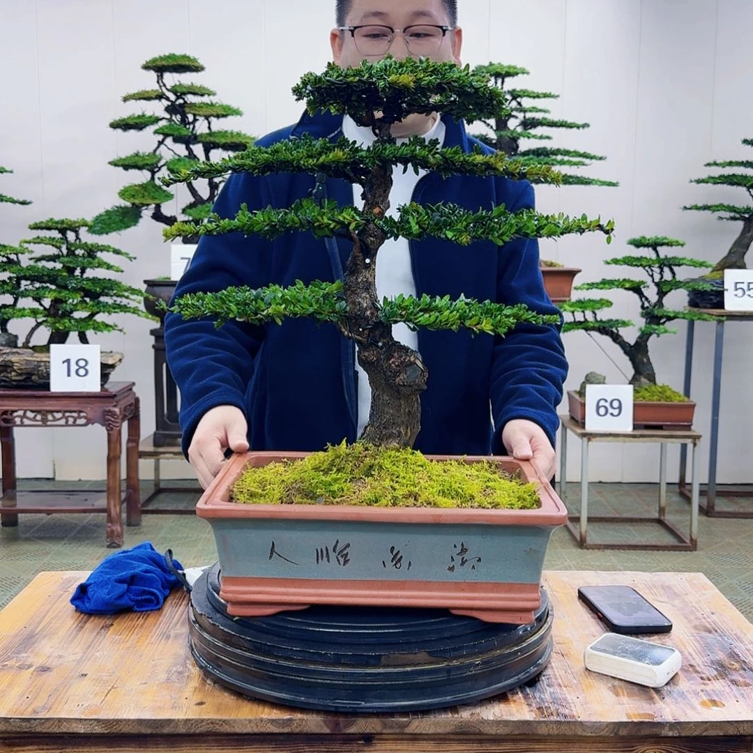 盆景珍珠红芽罗汉松