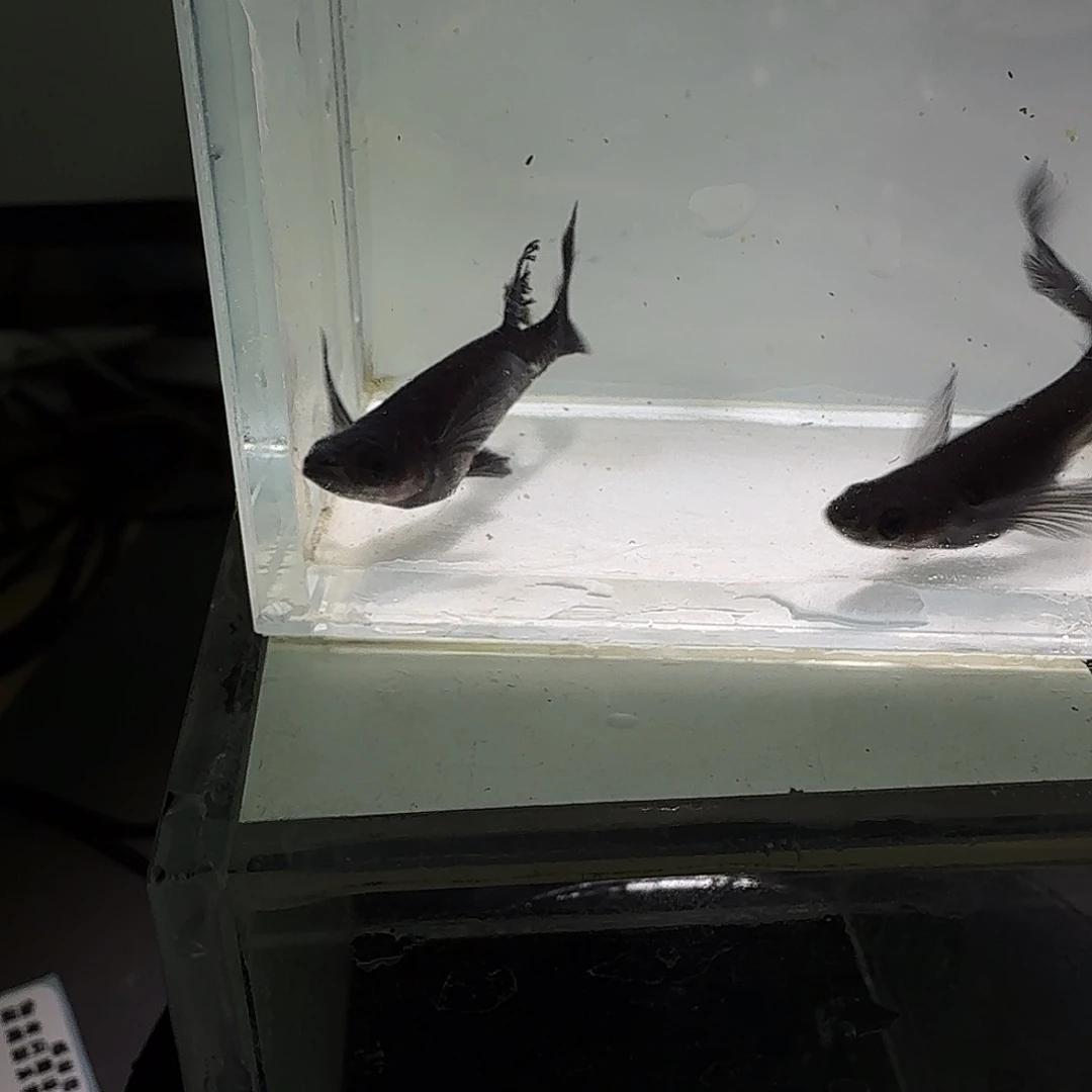 青鳉鱼一物一拍299