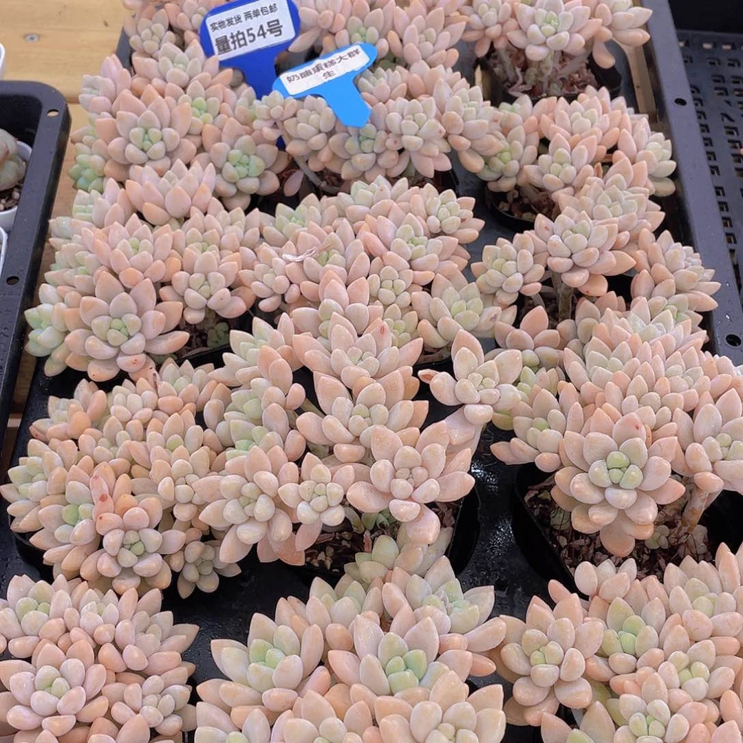 量拍54号 奶酪蛋糕大群生一个