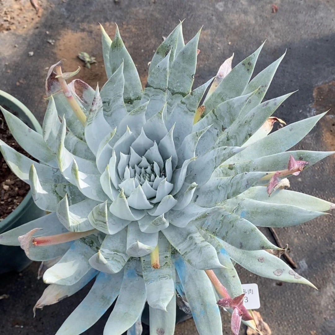 53号雪山大花朵粗腿