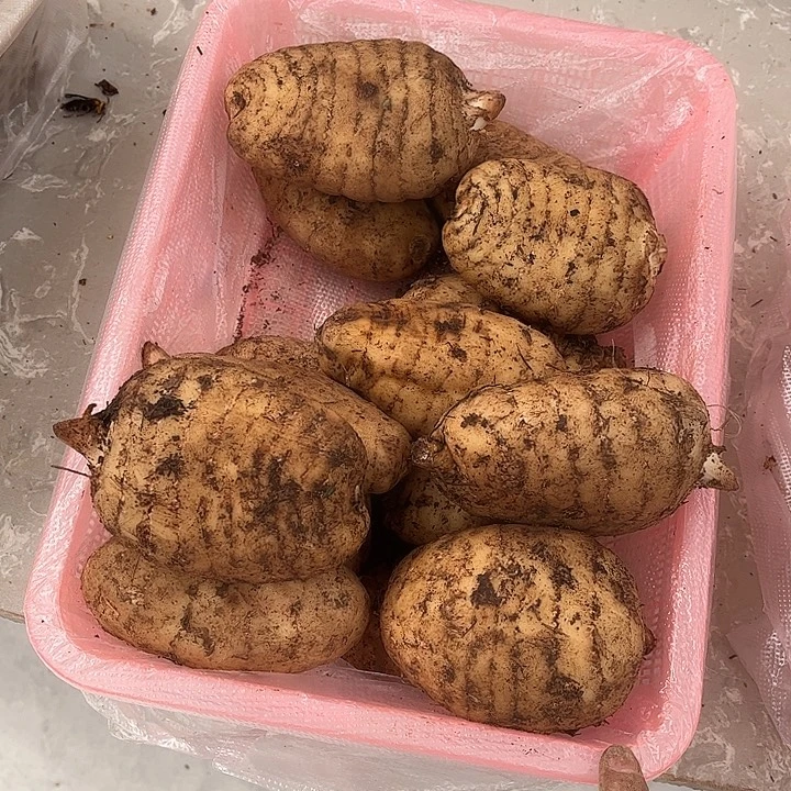 乳***站云南野生菌各种新鲜菌菇中国大陆