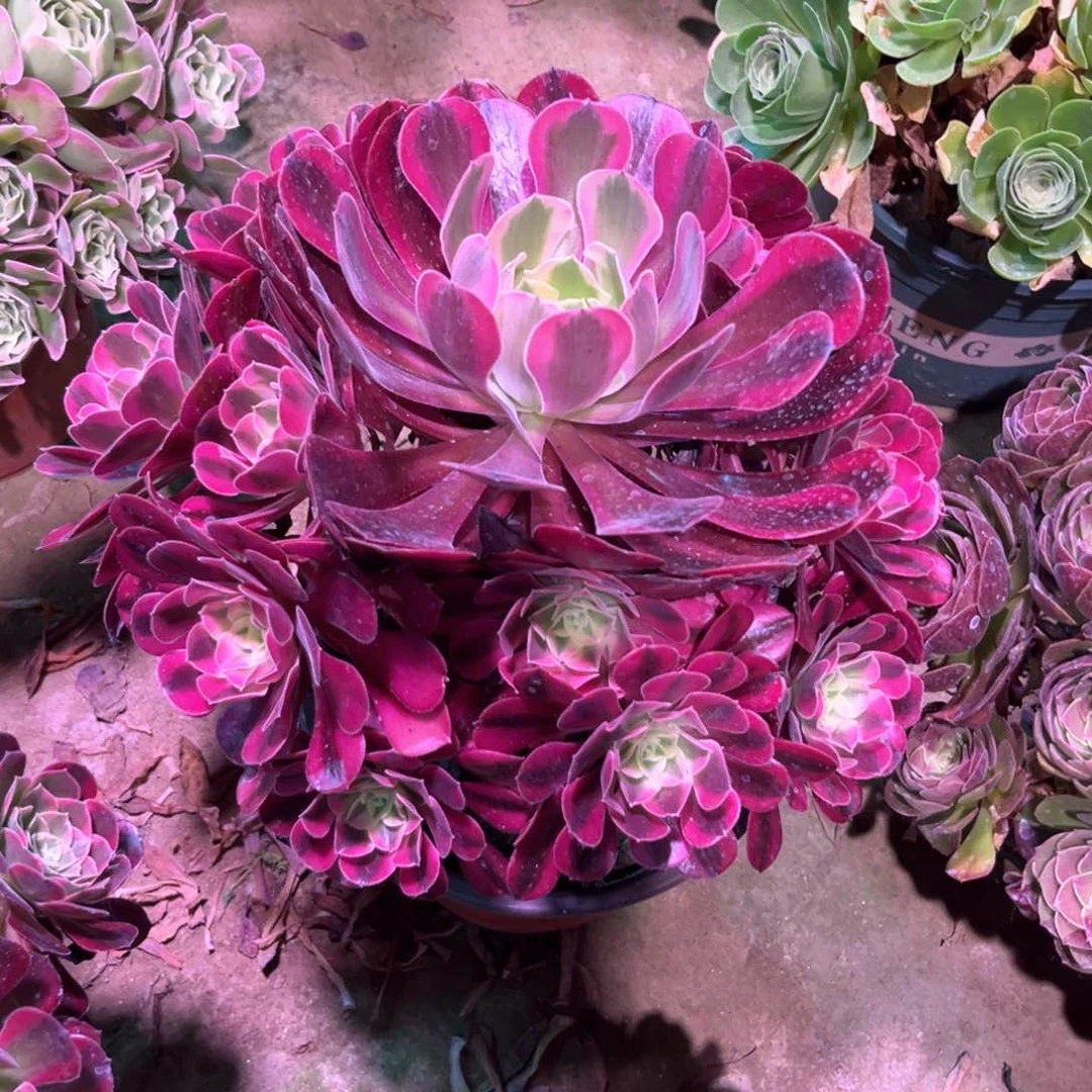 无花朵多肉植物美杜莎611