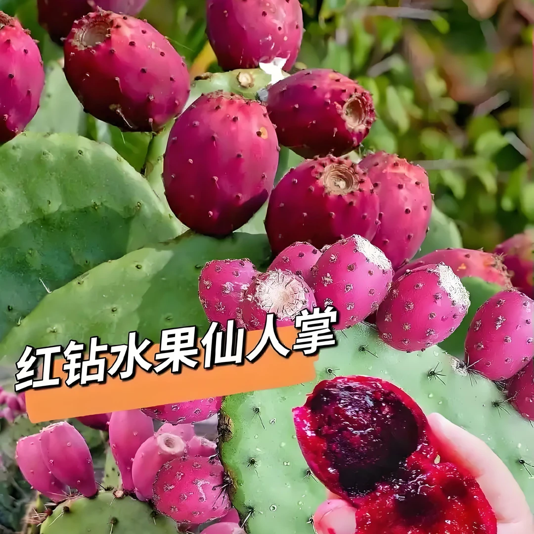 （墨西哥正宗）仙人云钻掌种植片搭配花茶，清新组合享受自然之美