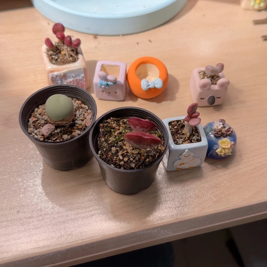 ᰔ***人T鸽子蛋+爱心+红舒提+勋章+恐龙蛋+艾薇+盆盆*2