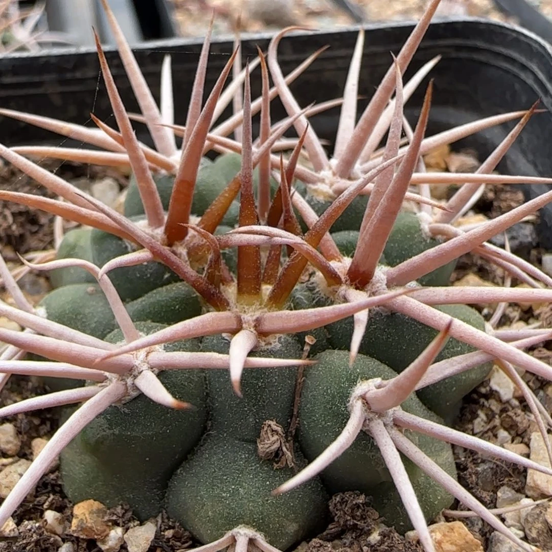 无***题111实生魔碧玉实生多肉