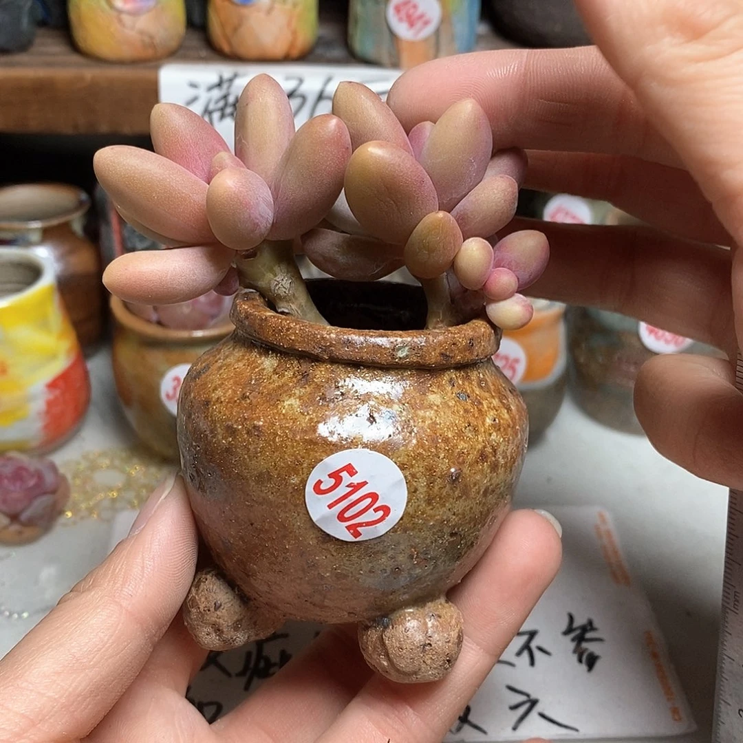 红陶拍5送一个小