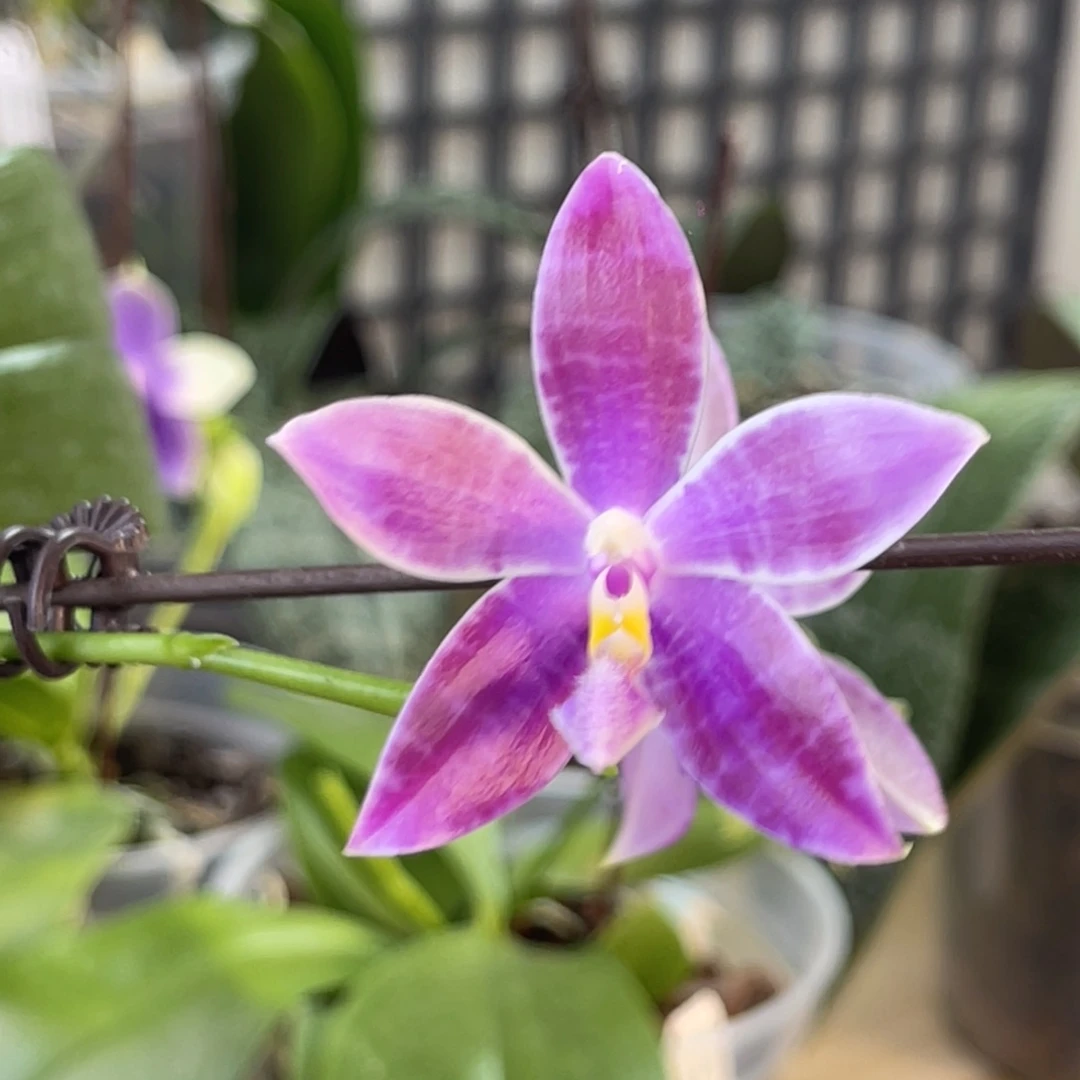 完全开放蓝盾路帝-1144