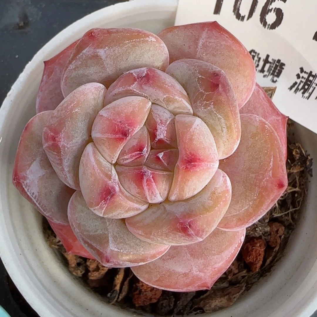 花语逸境0212-106