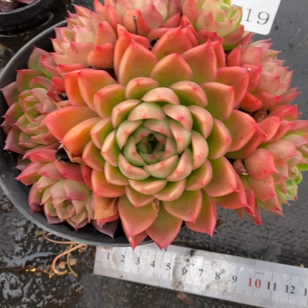 7519杂交多肉老桩