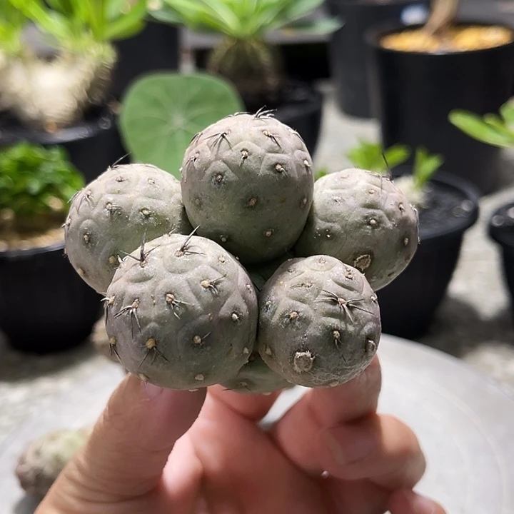 习自野 无根666666666666