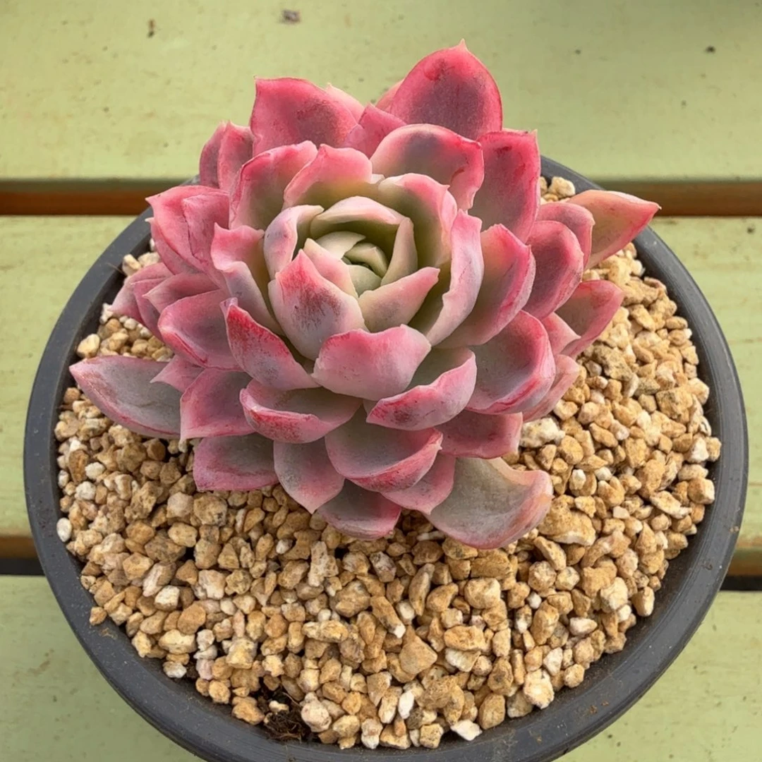 紫罗兰女王锦锦上园艺一物一拍