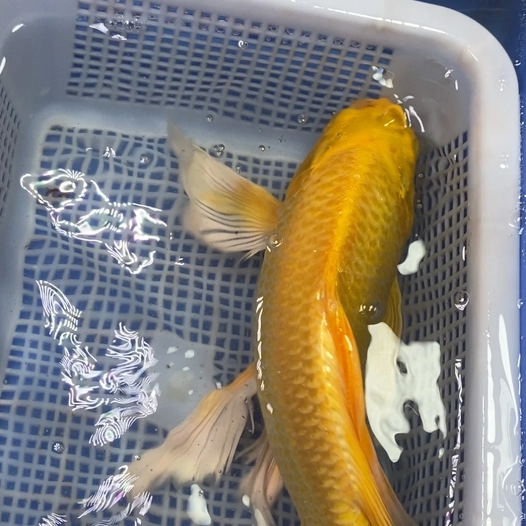 锦鲤冷水锦鲤包邮